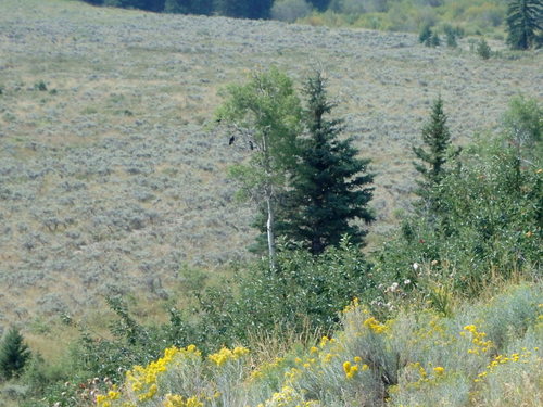 GDMBR: The field into which the Grizzly Bear disappeared.